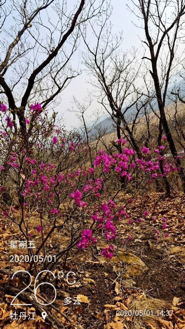 达子香花语