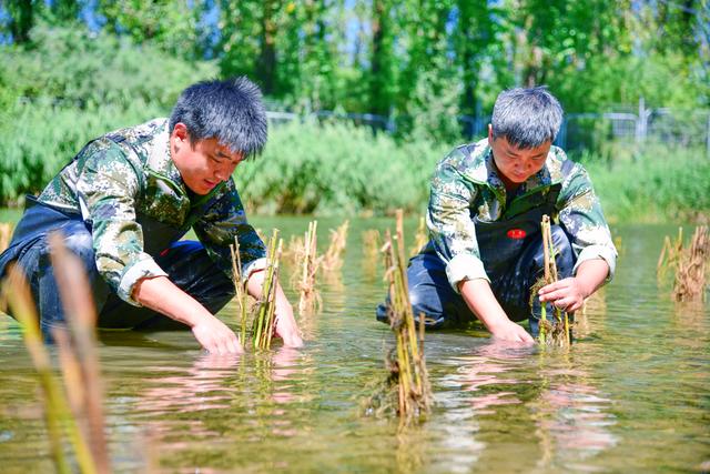 保水护水修复生态，密云水库4年增加45种鸟类