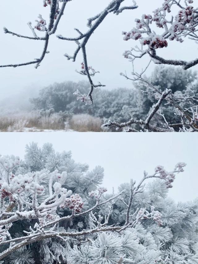 冬季旅游必打卡！泰山之巅一到冬天就美出天际