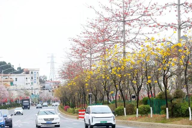 花开成海！增城这些公路美出新境界！