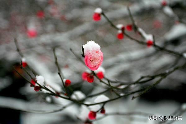 读一首诗杜甫《小至》，一晃又到冬至，莫感叹，且珍惜眼下时光