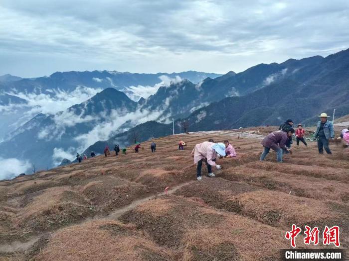 “重庆最绿县”打造“大巴山药谷”