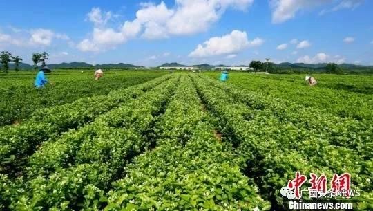 广西又要多一个县级市，还有这些县也安排上了