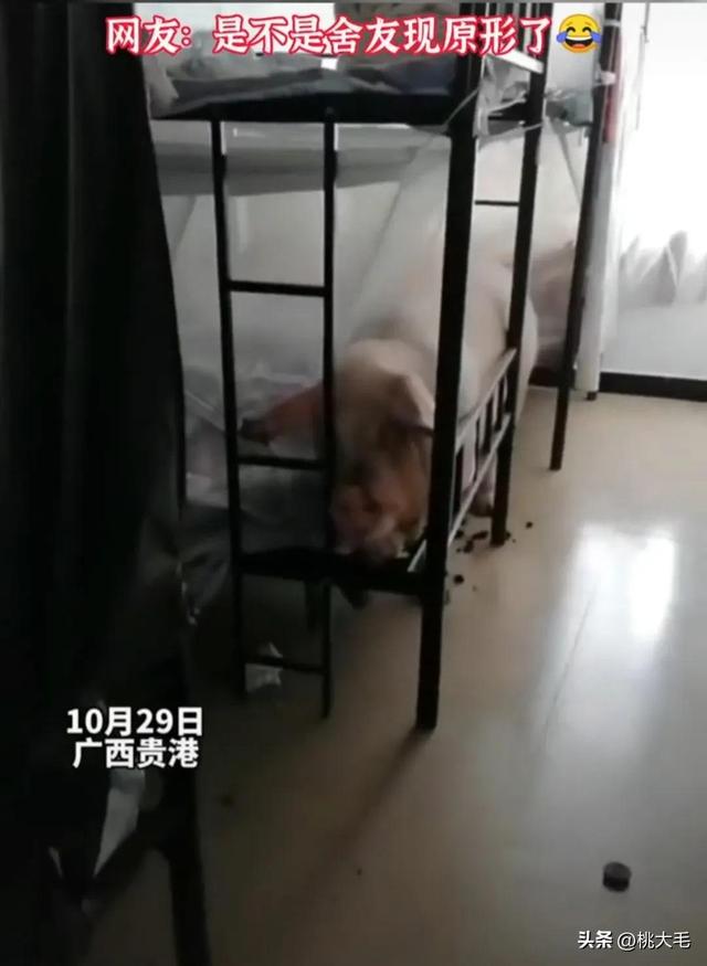 女子回宿舍，发现床上躺着一头猪，网友：晚餐红烧肉有着落了