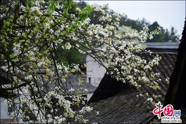 体验苗族祭桥风俗 传承弘扬黄平非遗