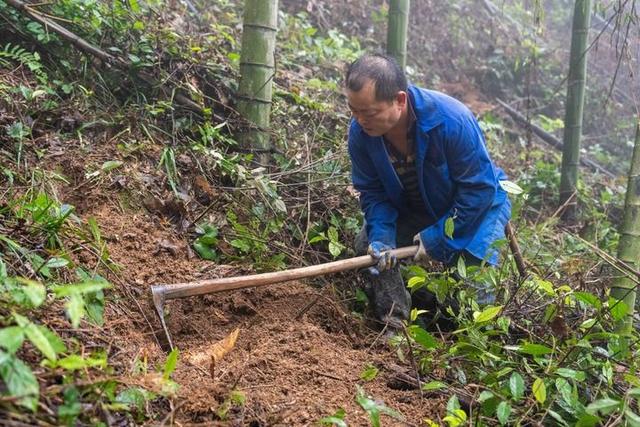 山野新声 小县大观——湖南人口小县蹲点手记