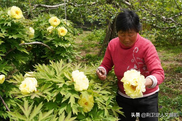 山西7旬农村大娘用牡丹花做美食，美容养颜美女最爱吃，看咋做