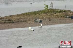 江西鄱阳湖南矶湿地保护区1月记录水鸟20余万羽次