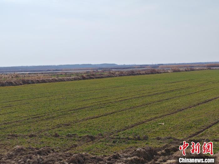 （新春走基层）江苏大丰滩涂见闻：退渔还湿巧修复 绿野“禽”踪画卷新