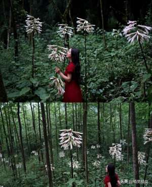 成都两米美女(成都山谷因“2米”高野百合爆开而走红，不看就亏了，巨型花朵)