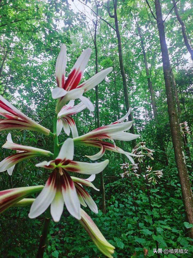 成都山谷因“2米”高野百合爆开而走红，不看就亏了，巨型花朵