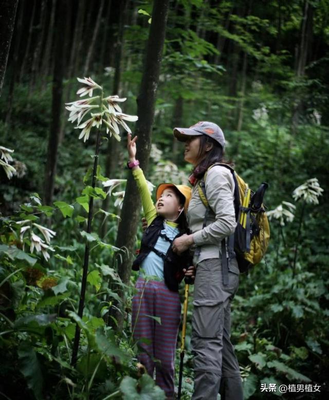 成都山谷因“2米”高野百合爆开而走红，不看就亏了，巨型花朵