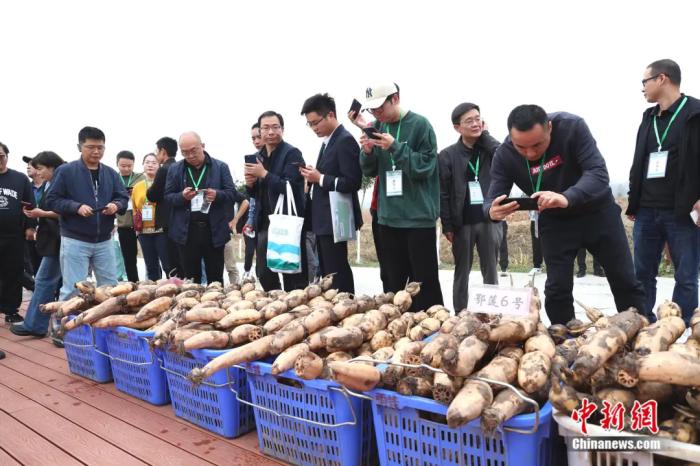 不藏了！哪吒重生靠莲藕，湖北洪湖：我们包了！