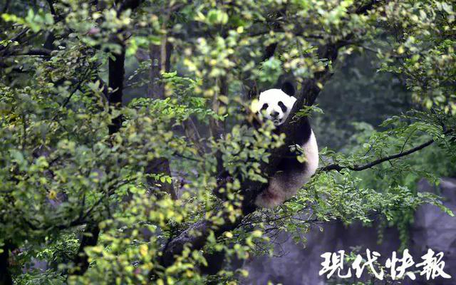 真·心机！大熊猫姐妹花突然“绝食”…