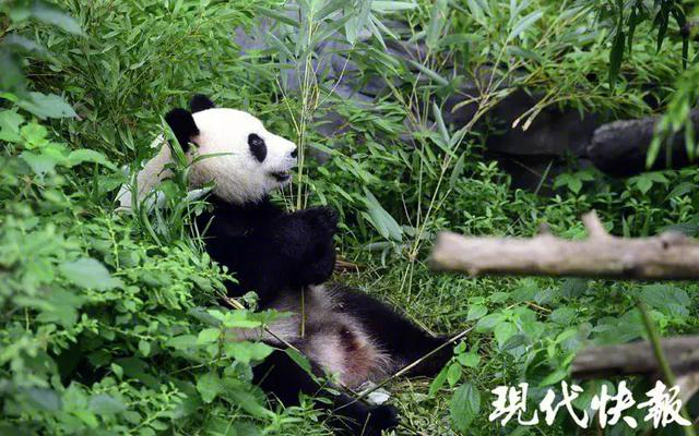 真·心机！大熊猫姐妹花突然“绝食”…