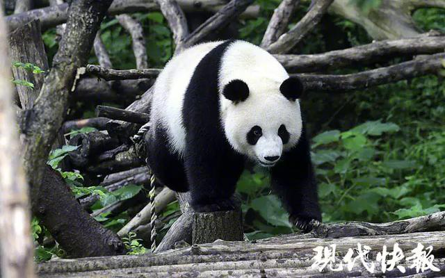 真·心机！大熊猫姐妹花突然“绝食”…