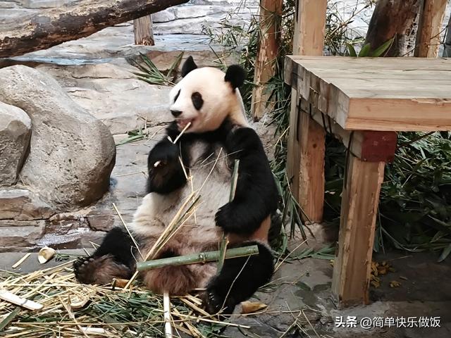 长隆野生动物世界看熊猫萌萌和妹猪