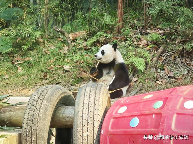 长隆野生动物世界看熊猫萌萌和妹猪