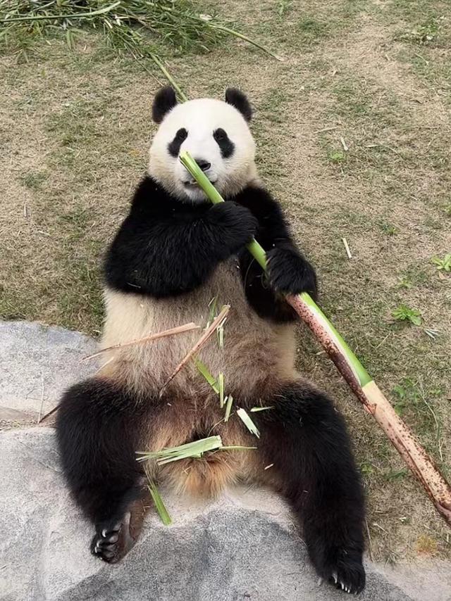 闭园已72天，三百多人陪伴近万只动物，在直播间与游客见面